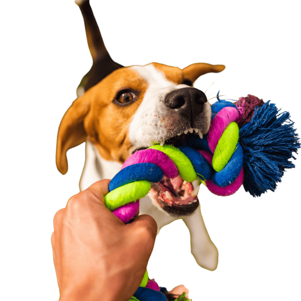 Hundespielzeug