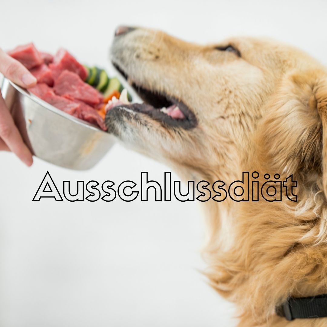 Ausschlussdiät beim Hund Eliminationsdiät