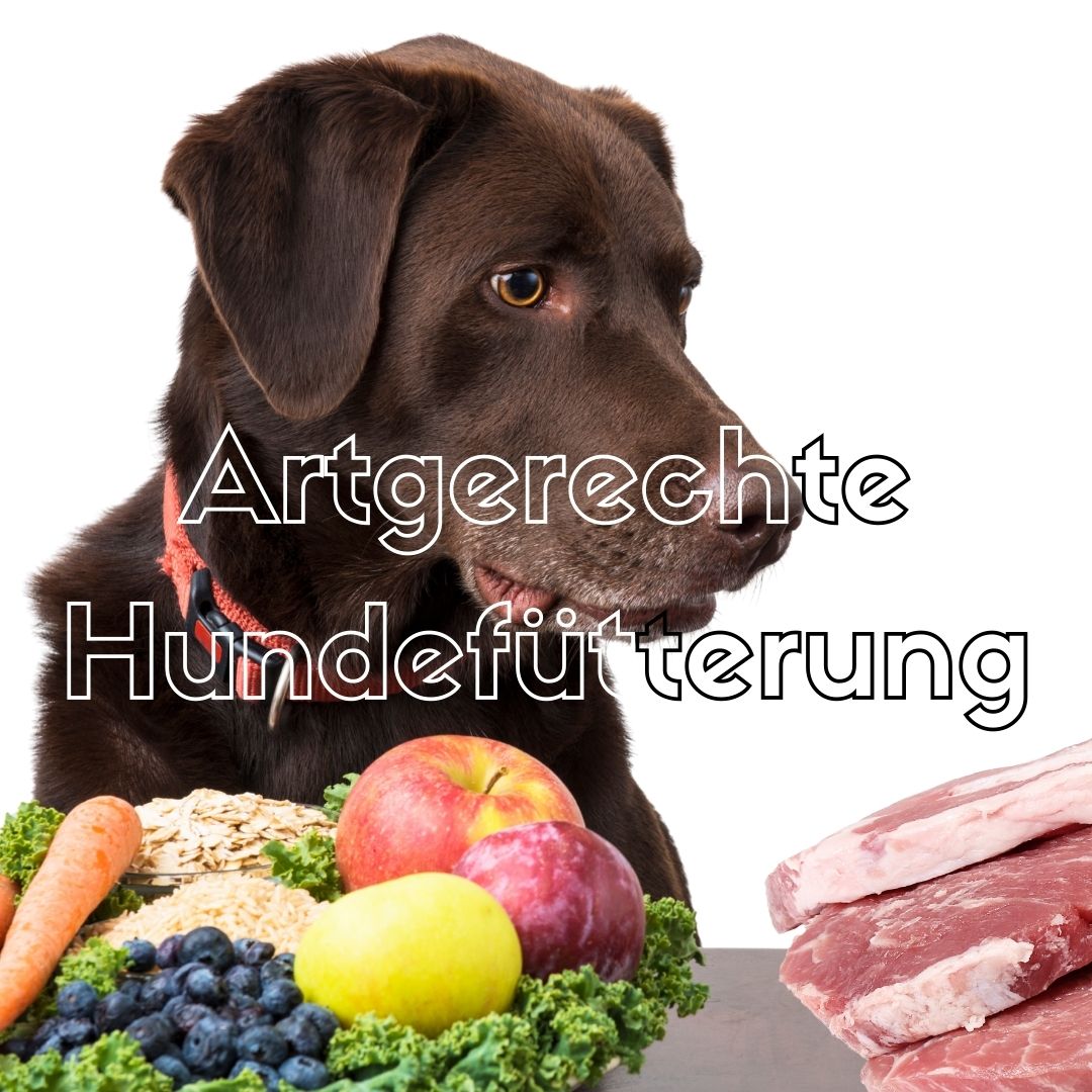 artgerechte Hundefütterung, artgerechtes Hundefutter