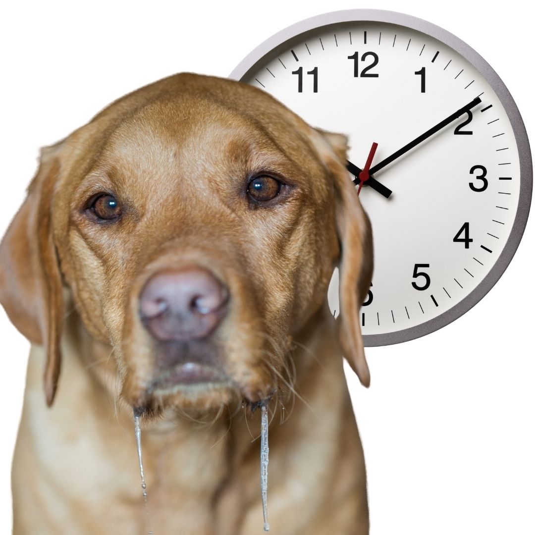 Wie oft soll man einen Hund füttern?
