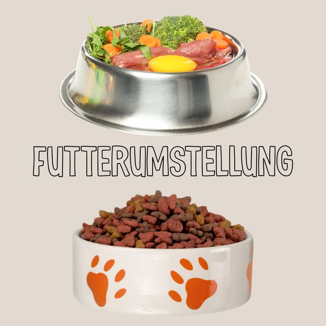 Futterumstellung beim Hund