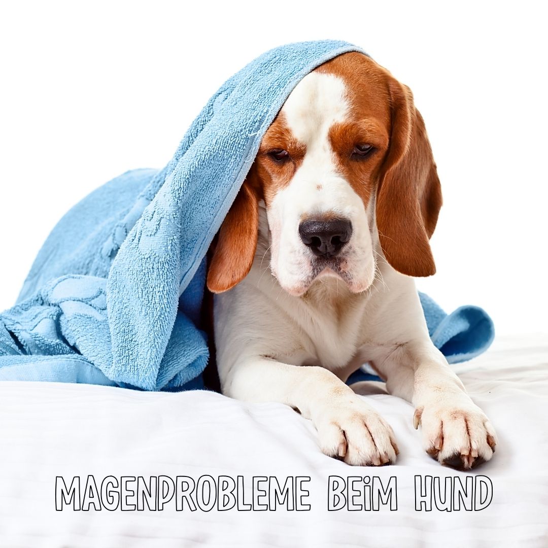 Magenprobleme beim Hund