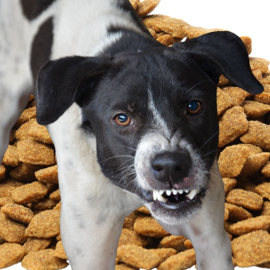 Verdauung und Verhalten beim Hund