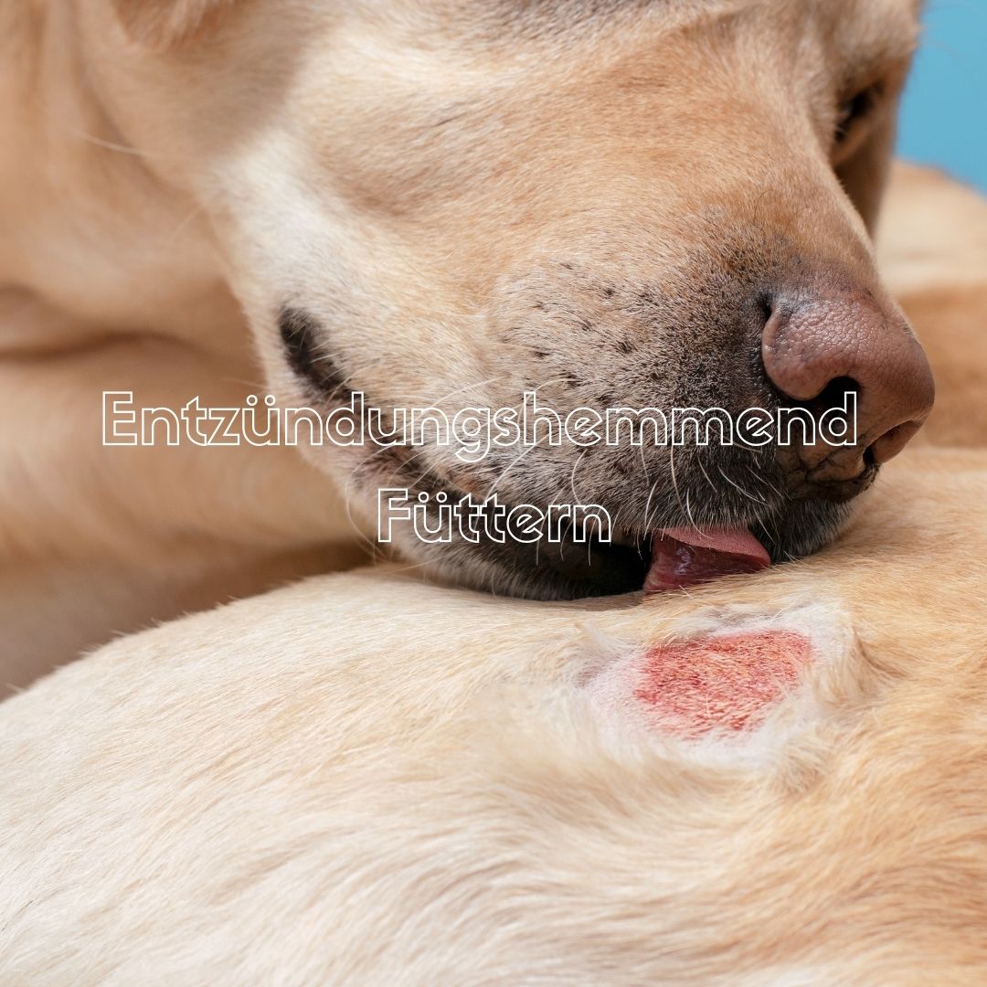 Entzündungshemmende Ernährung beim Hund