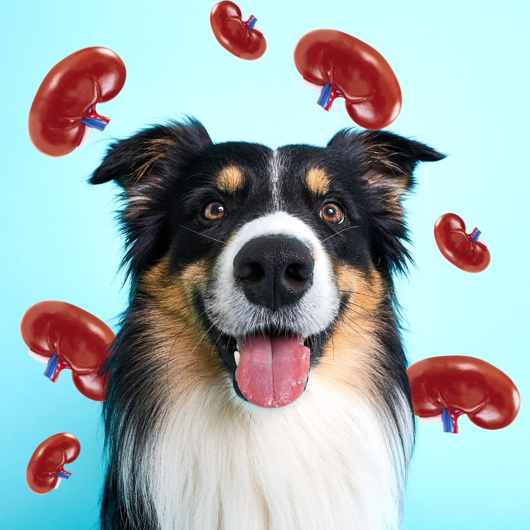 Niereninsuffizienz, Nierenprobleme beim Hund, Nierenerkrankung