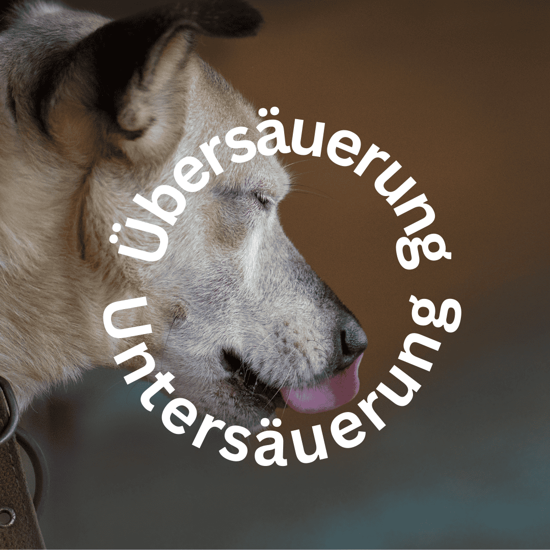Übersäuerung beim Hund, Untersäuerung beim Hund